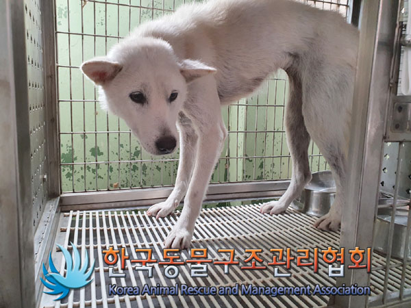 한국동물구조관리협회_441409202301559